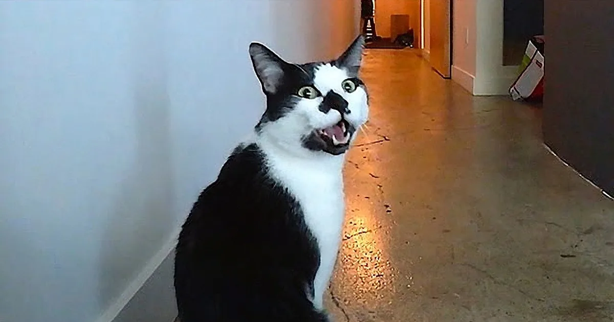 A black and white cat with its mouth open, sitting in a hallway, looking up.
