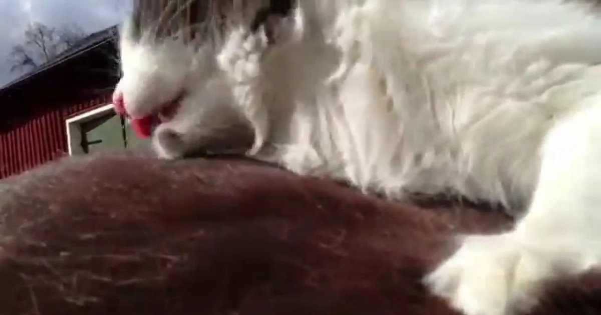 This Kitty Hops up on a Horse! What Happens Next? I Can''t Believe It! This Will Melt Your Heart!