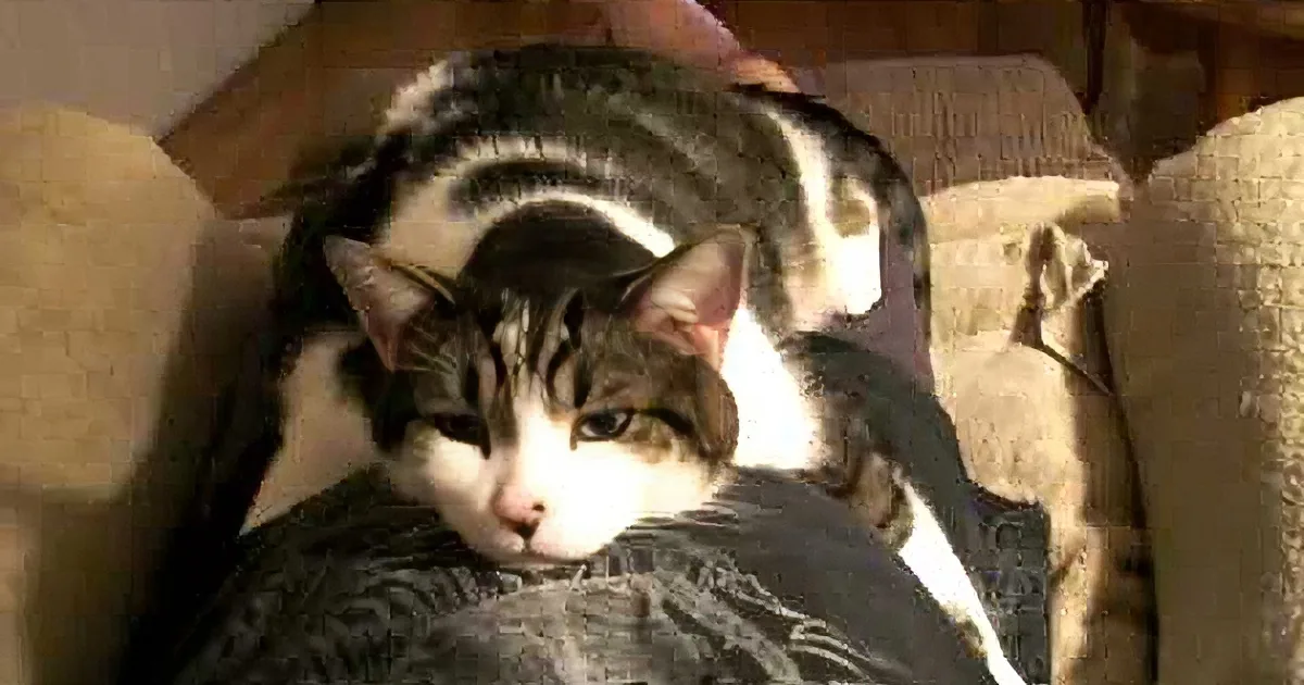 A black and white cat lounges on a person's lap, with a cozy background and a small inset showing the cat's paw.