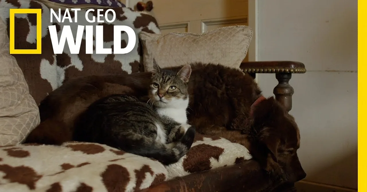 A cat lounges on a cowhide-patterned chair, surrounded by cushions, with a Nat Geo Wild logo in the corner.
