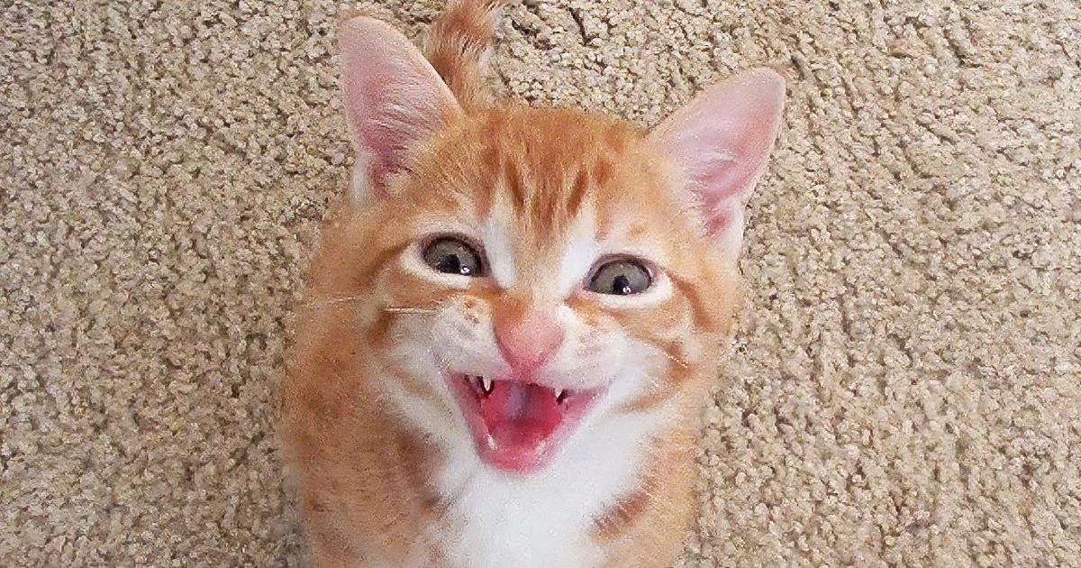This Chatty Little Kitty Has Something to Say to Mamma... Too Cute for Words!