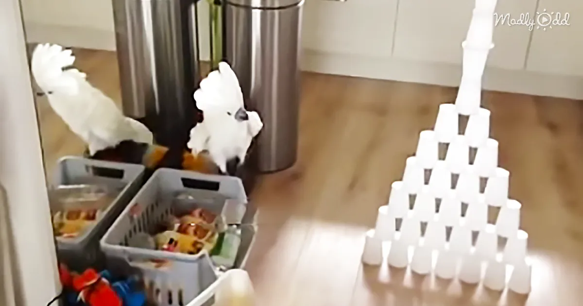 This Cockatoo Is Having One of ''Those'' Days and Isn''t Afraid to Show His Irritation