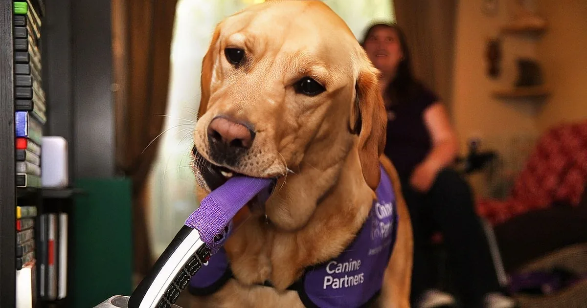 When You See Watch This Service Dog Does for Disabled Girl, Your Heart Will Melt. Inspiring!