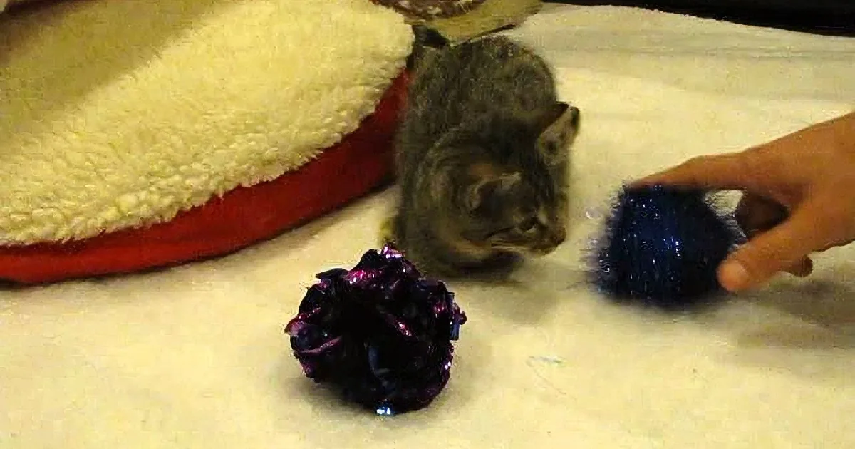 This Adorable Little Kitten Only Has 2 Legs, but He Knows How to Live Life! Heartwarming!