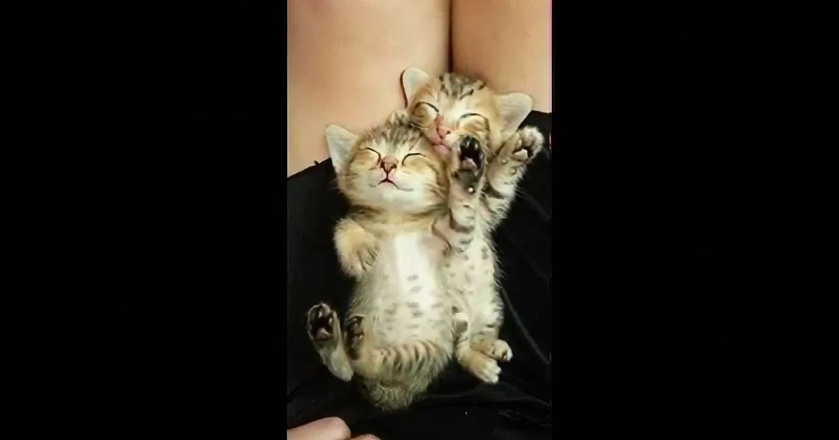 These Two Kittens Will Have You Saying ''Awwww'' in Two Seconds!