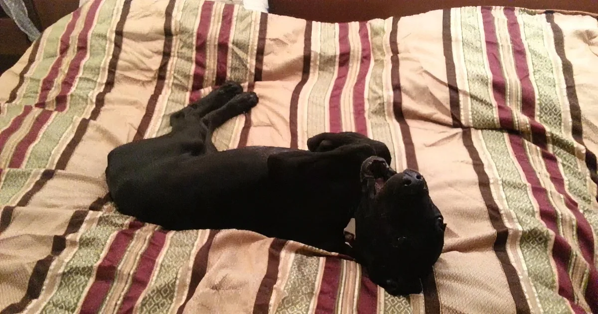 This Great Dane Doesn''t Want to Get out of Bed Just yet -- and He''s Very Vocal About It... Listen!