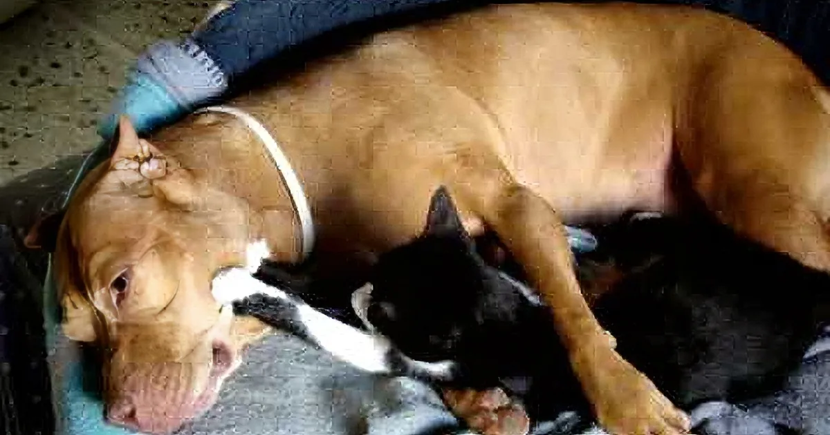This Precious Kitten Started Giving a Pitbull a ''Kitten Massage'' -- Then This Happened... OMG!