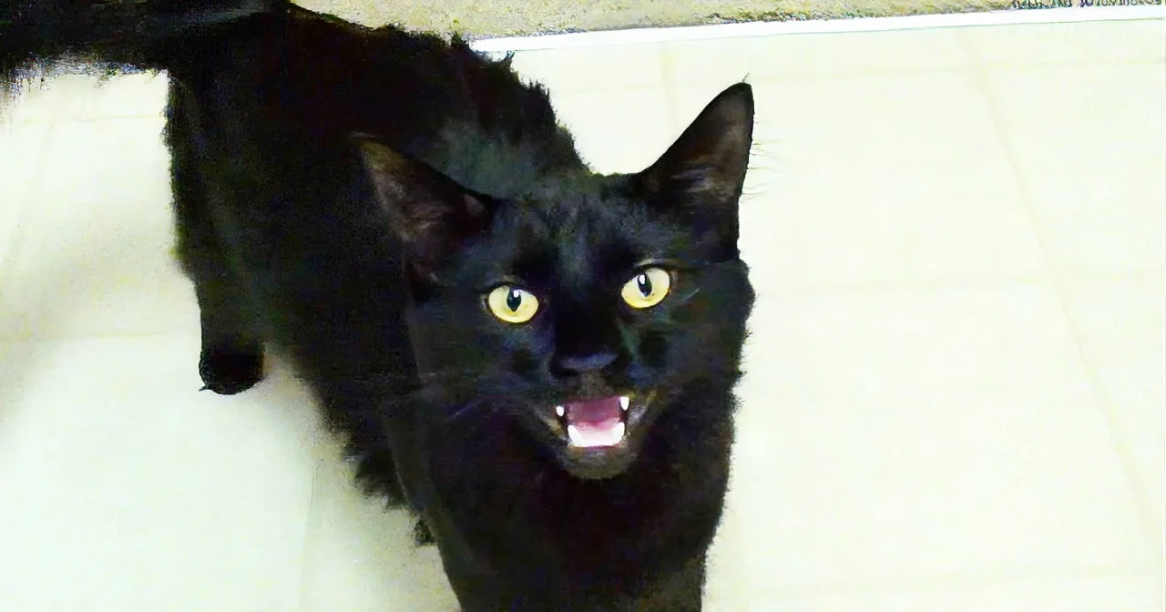 To Put It Simply, Black Cats Rule! if You Agree With Me, Share This With Your Friends!