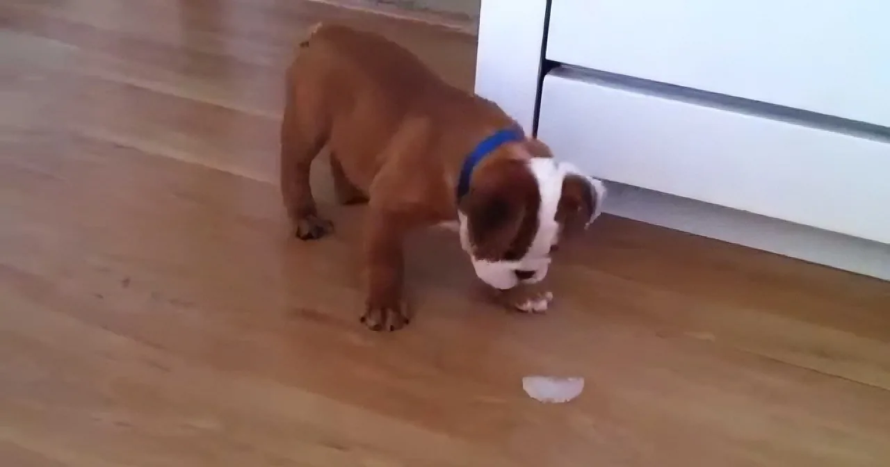 Who Would Have Thought That an Ice Cube Could Be so Much Fun for This Bulldog?! Hilarious! Watch!
