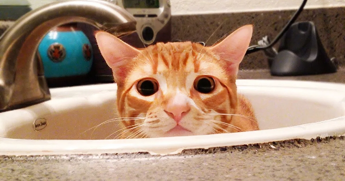 Bathroom Is a 5 Star Resort Hotel for This Adorable Kitty Cat... Hilarious!