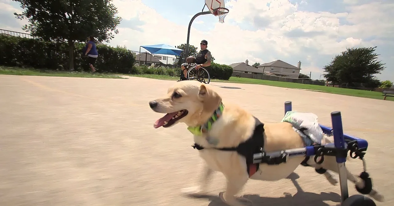 This Puppy Was Hit by a Car and Left to Die When This Guy Showed up... Get Your Tissues Ready!