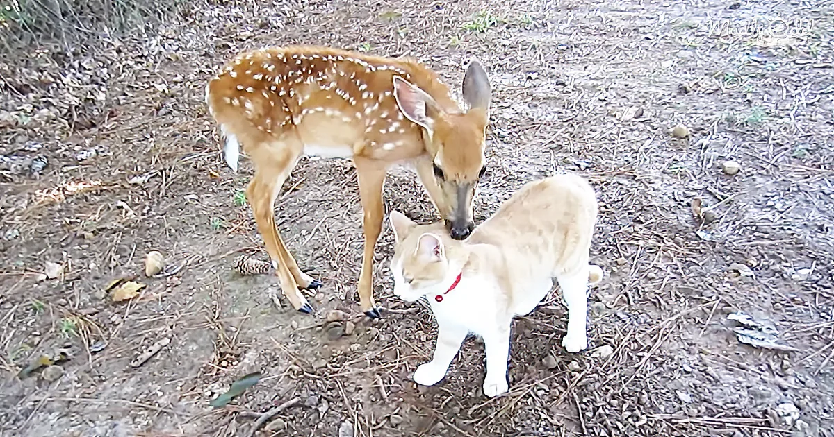 New Neighbors: Precious Fawn and Kitten Become New Friends