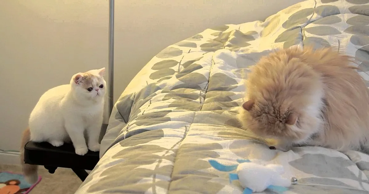 6-Month-Old Kitten Is Very Excited to Say Hi to His New Best Friend
