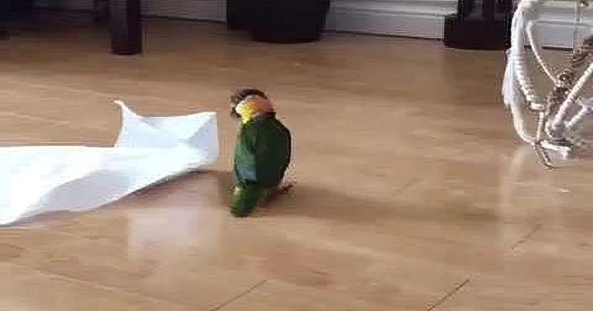 Parrot Finds a Paper Towel on the Floor. but When He Did This, I Burst out Laughing! Adorable!