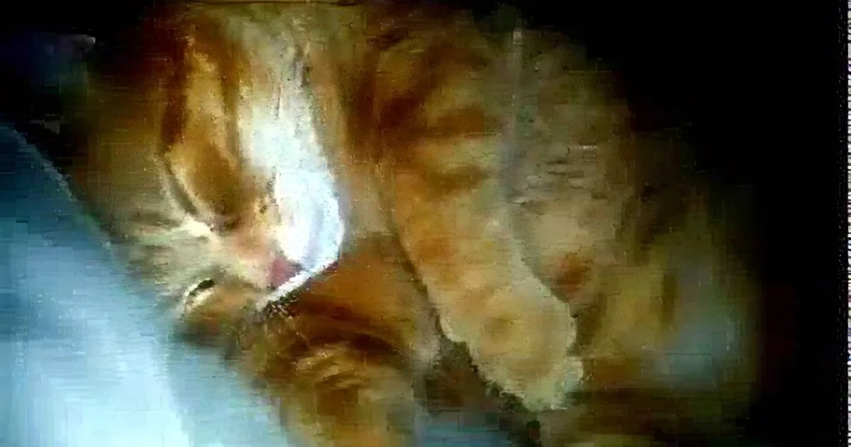 This Adorable Kitty Cat Is a Very Sound Sleeper... Just Listen to That Snoring! What a Cutie Pie!