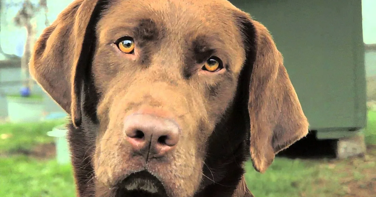 ''Fences for Fido'' Charity Is Taking Chains off Dogs and Giving Them Their Freedom... Inspiring!