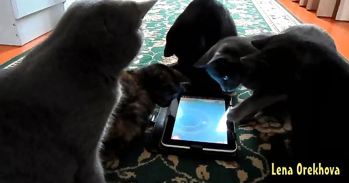 Four cats gather around a tablet, seemingly intrigued by the screen, on a patterned rug.