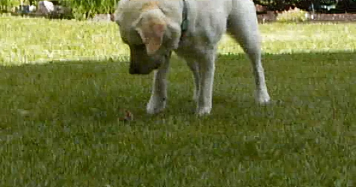 A light-colored dog stands on grass, sniffing the ground with its head lowered.