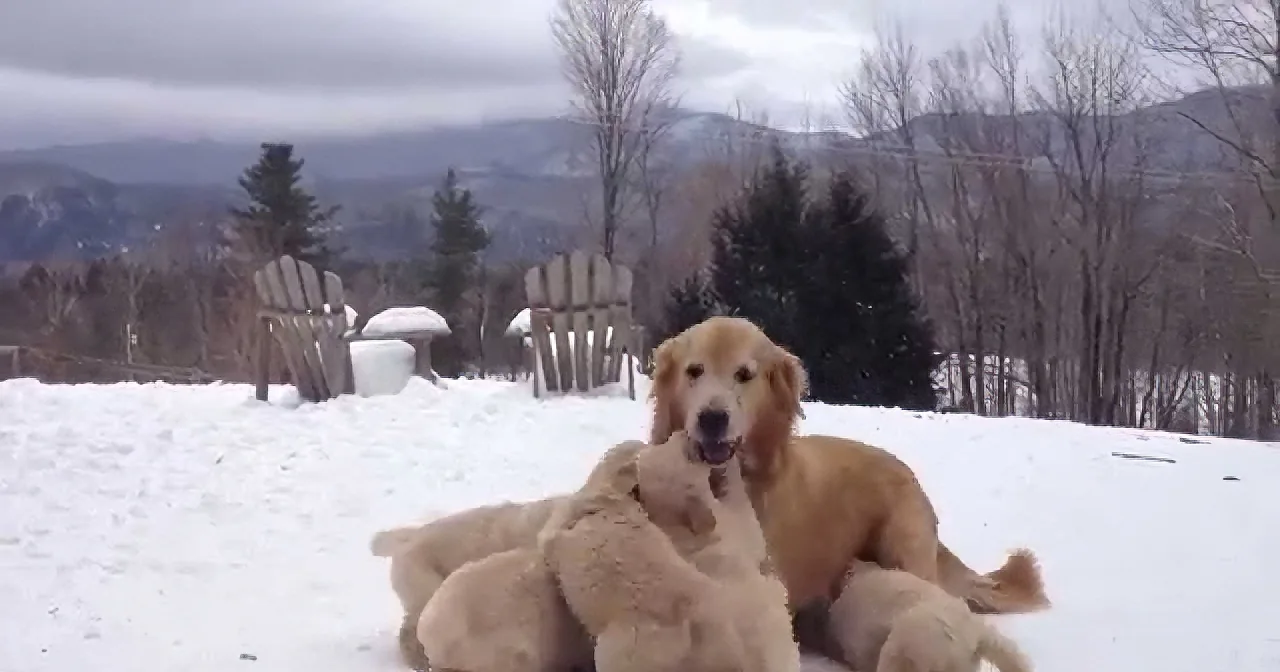 A Golden Retriever Playing With Her Puppies in the Snow Definitely Makes the World a Better Place