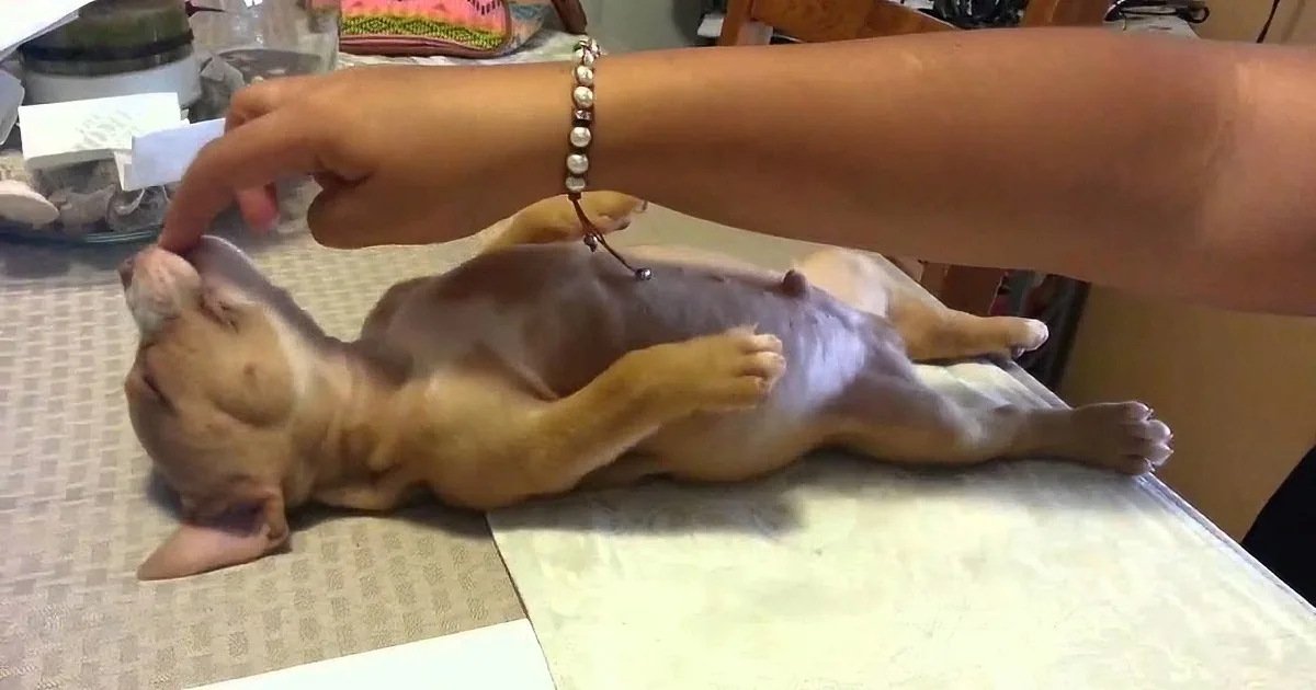 A person gently pets a small, hairless puppy lying on its back on a table.