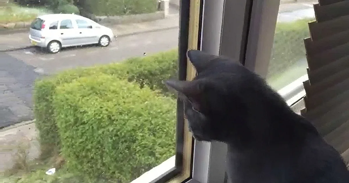 A black cat perches by a window, gazing outside at a white car and greenery.
