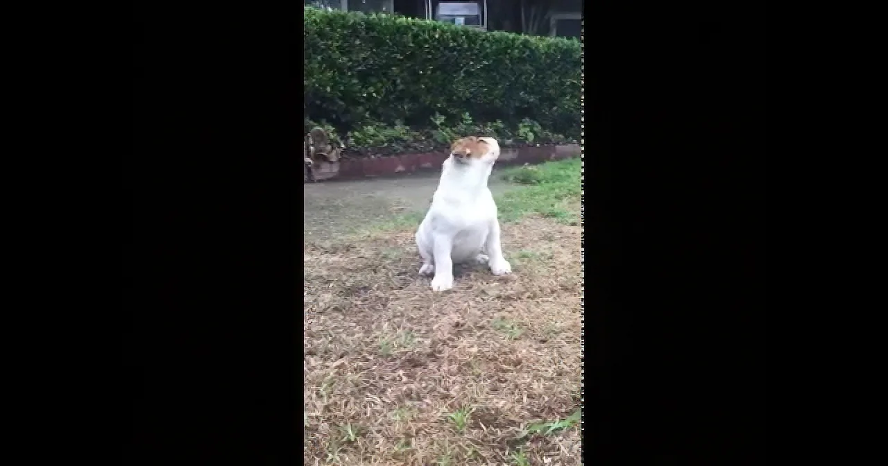 A white dog with a brown patch sits on grass, looking to the side.