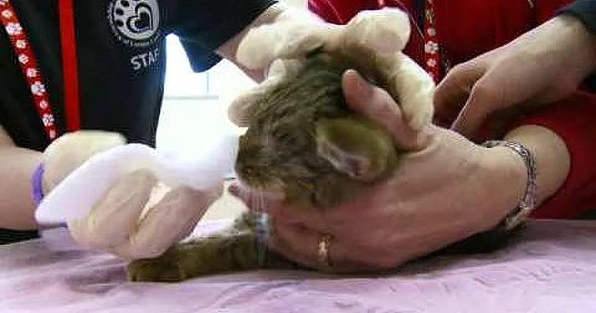 A person in a red shirt holds a small, fluffy animal, possibly a hamster, with white gloves.