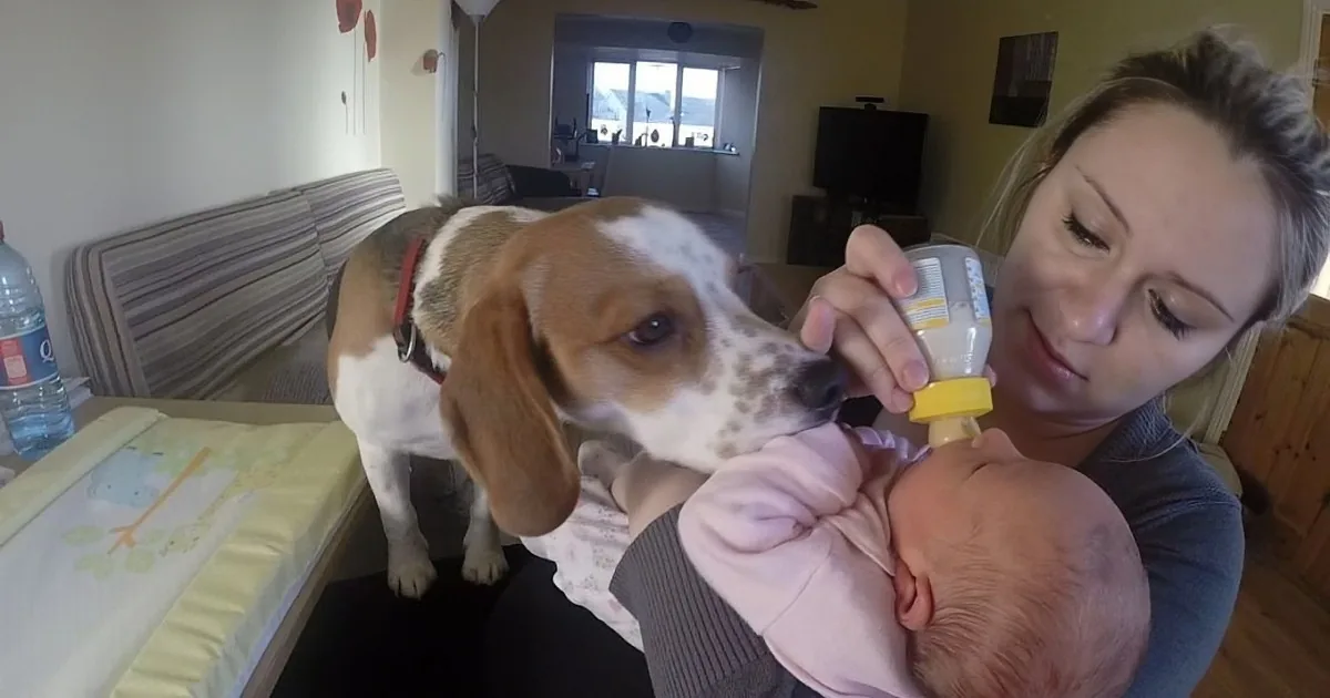 A woman holds a baby while a dog sniffs a bottle, with a cozy living room in the background.