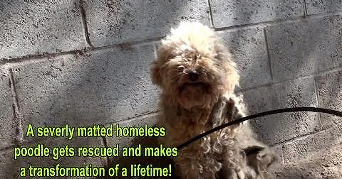 A fluffy, matted dog stands against a stone wall, rescued and transformed.