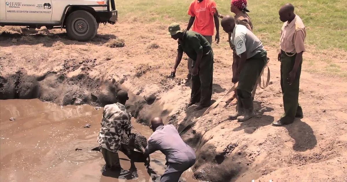 Rescue workers assist elephants stuck in a muddy pit near a vehicle.