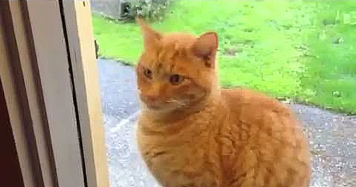 Watch What This Cat Does to Get in the House! Amazing!