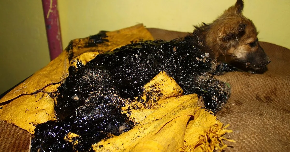 3 Month Old Puppy Found Drenched in Tar, the Rescuers Did This!