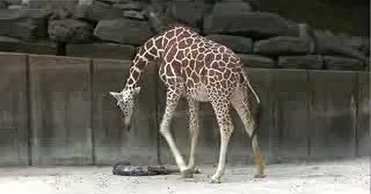 Baby Giraffe Walking in Minutes! Zoo Keeper Can''t Believe It!