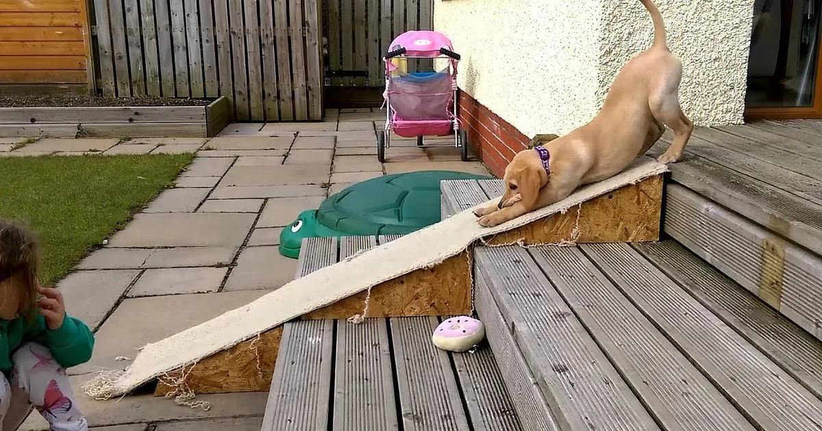 This Puppy Hasn''t yet Mastered the Stairs. Watch What Happens!