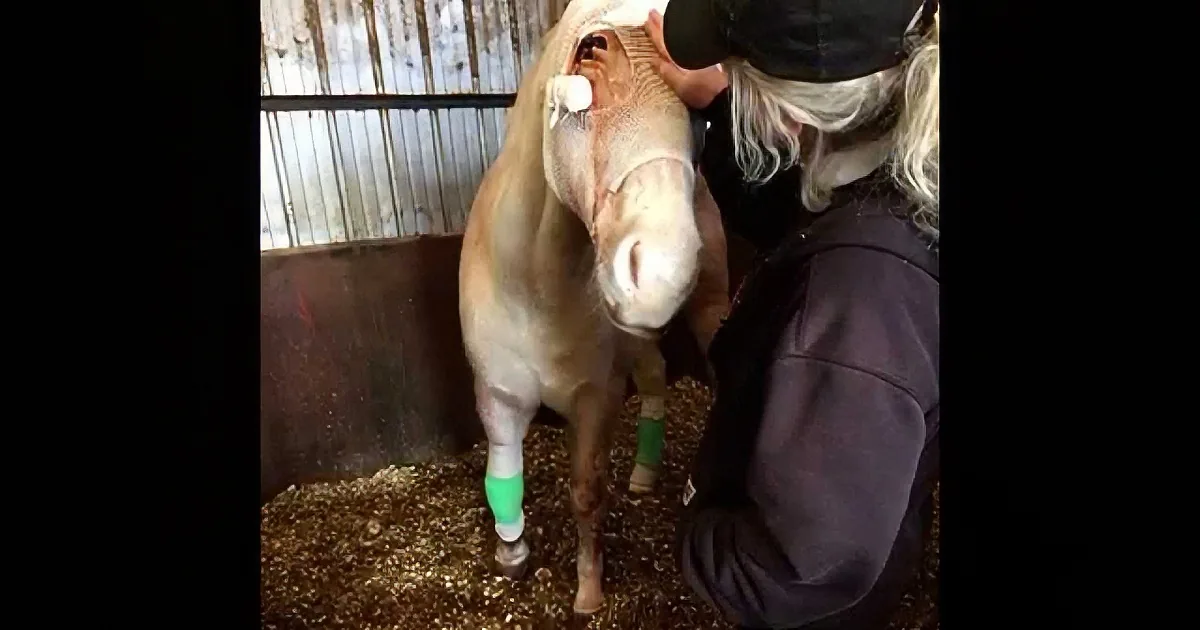 This Horse Was Trapped in Barbed Wire for 2 Days, Until This Rescue Group Saved Him!
