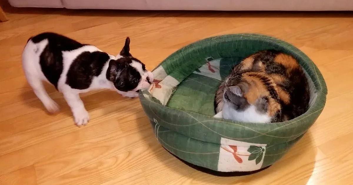 The Cat Steals His Bed...Watch How This Bulldog Puppy Tries to Get It Back!
