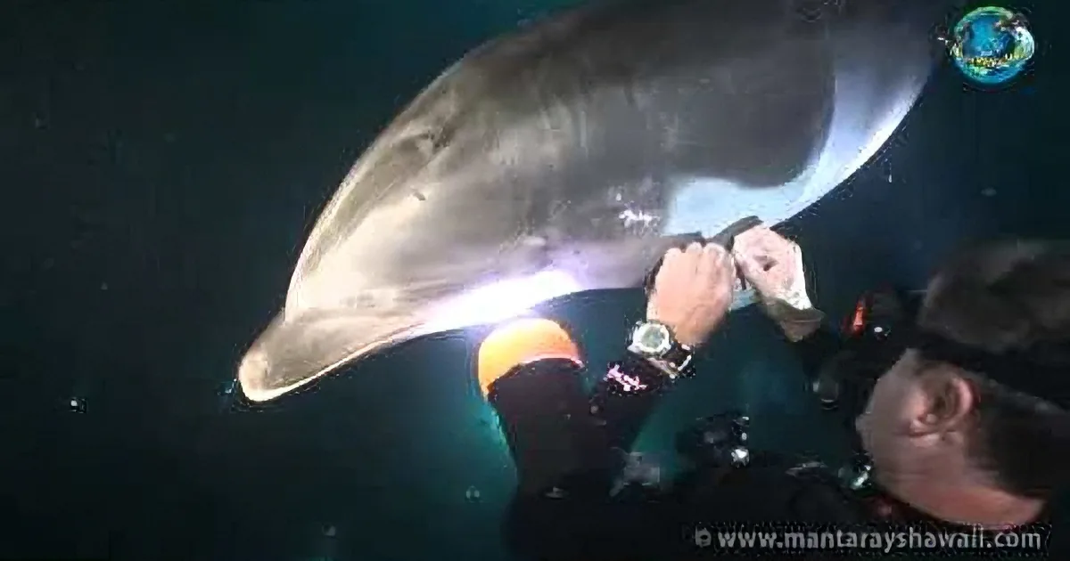 Dolphin Seeks out Diver for Help in Stunning Footage