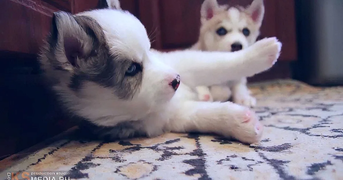 Two adorable husky puppies, one stretching its paw, lie on a patterned rug, showcasing their playful and curious nature.