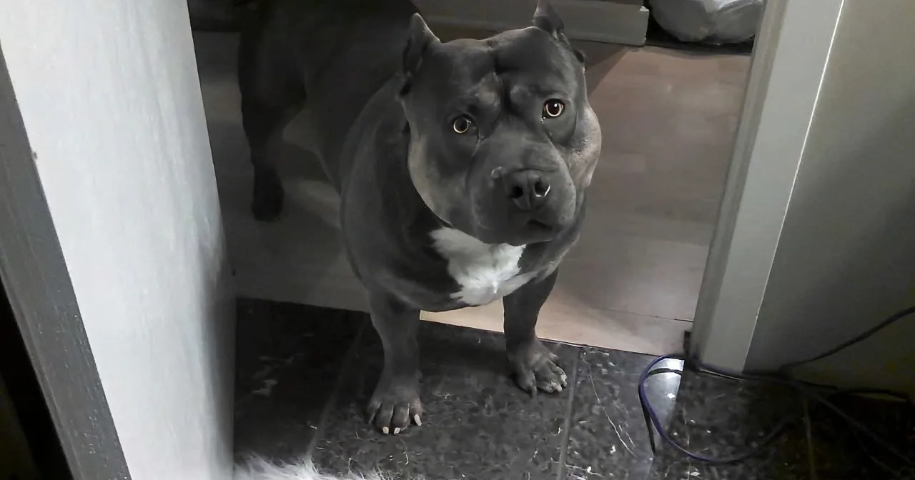 His Owner Asks the Dog if He Wants Dinner and the Dog Does This! I''m Shocked!