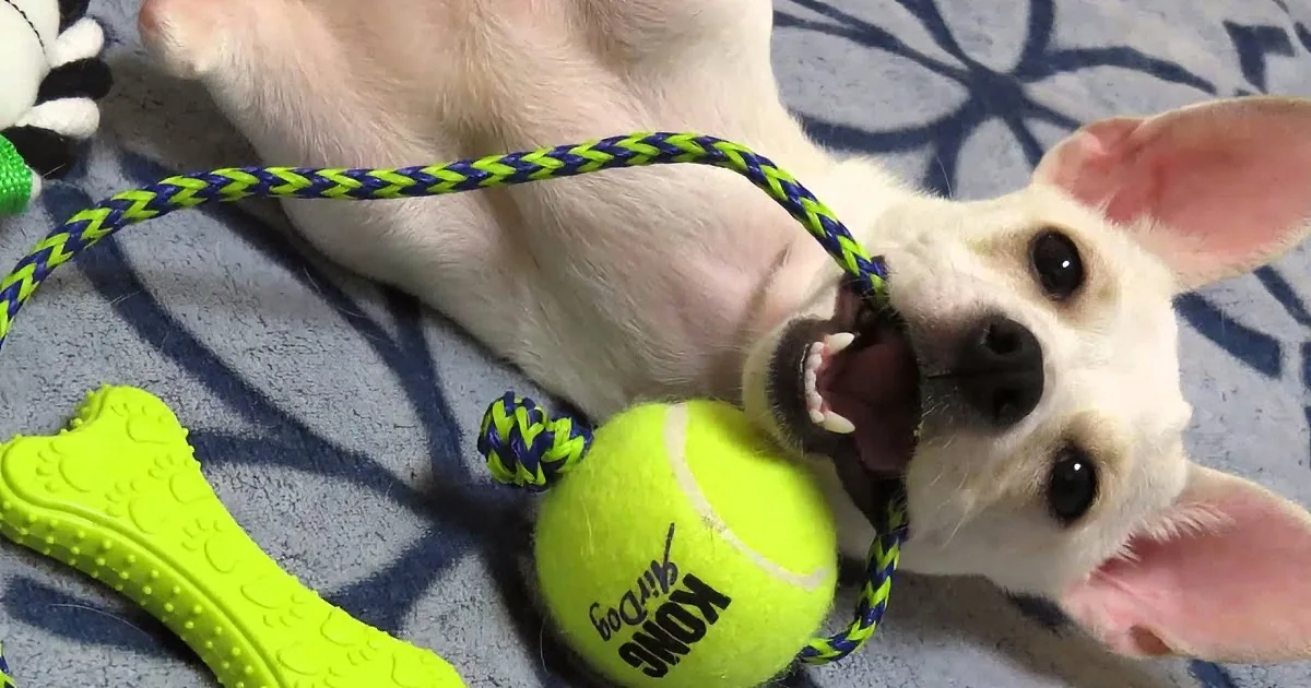 Nimbly the Jack Russel May Not Have His Two Front Legs, but He Can Still Have a Blast!