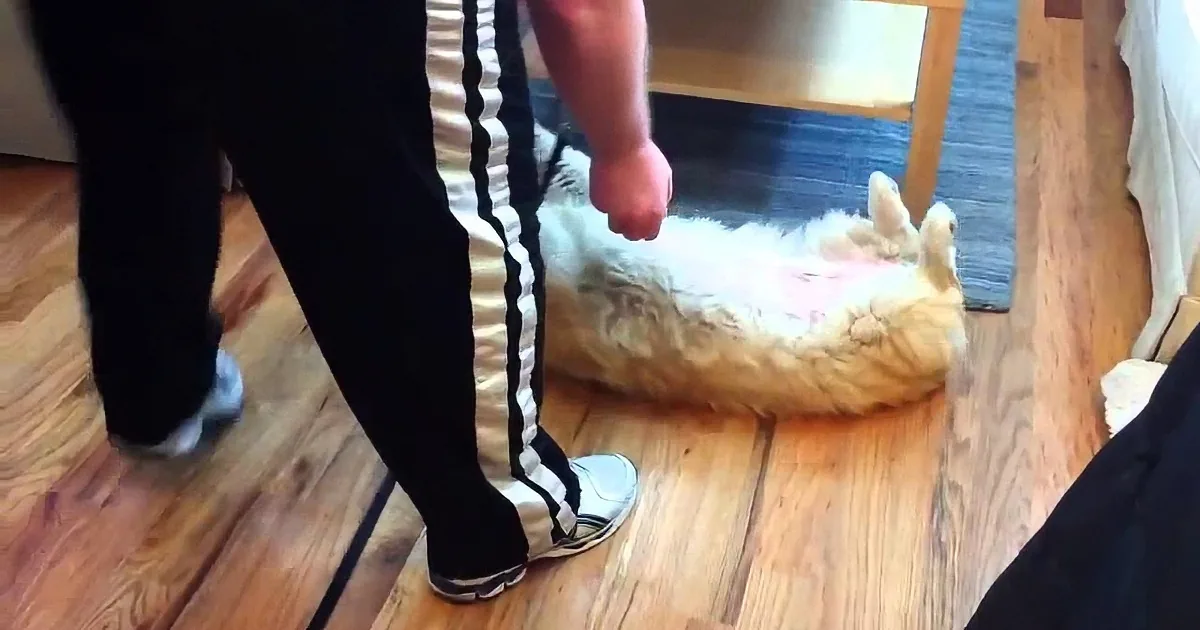 A fluffy white dog lies on a wooden floor, with a person in black pants and sneakers standing nearby.