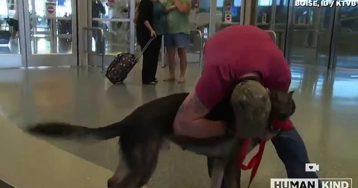 Icar the Army Dog Runs Reunites With Fellow Soldier After 3 Years Apart!