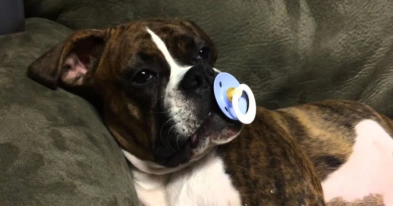 They Gave Their ''Big Baby'' Her Own Pacifier, but What She Does With It? Awww!