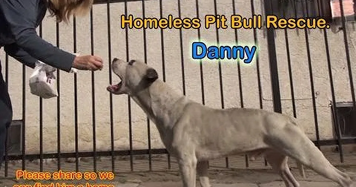 A woman feeds a smiling, light-colored dog named Danny at a rescue shelter.