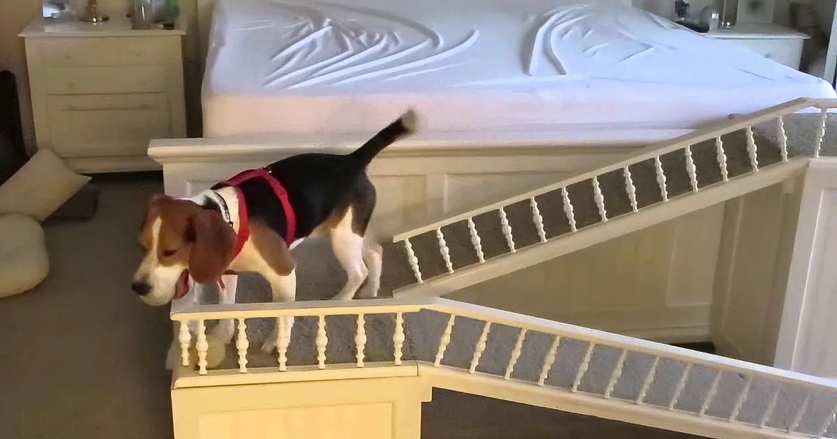 This Beagle Had Spent His Entire Life in a Lab Cage, Now Watch What He Does When He Feels Grass! so Touching!