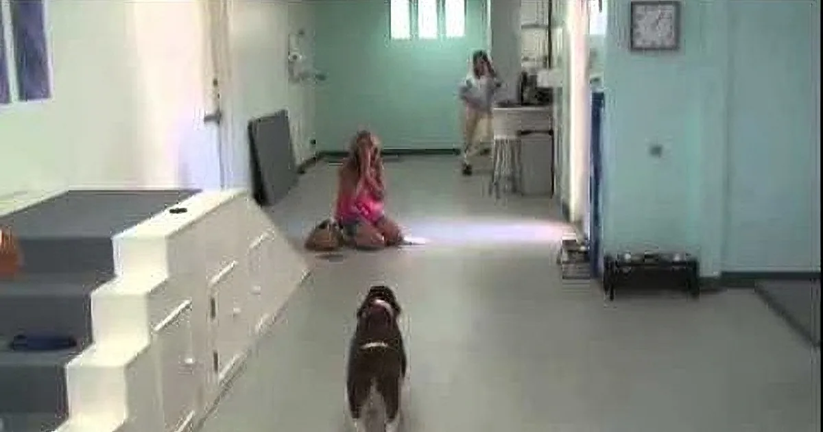 Mom Drops to the Floor When Her Paralyzed Dog Walks Again!