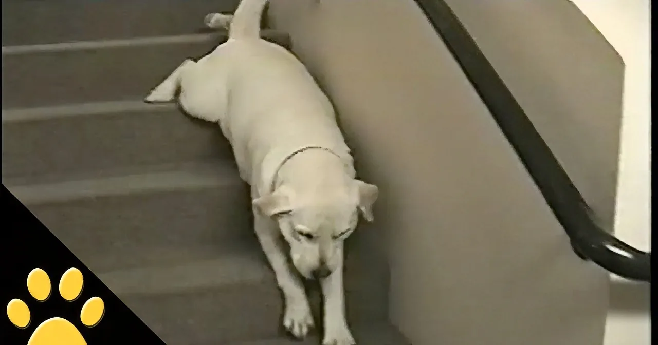 Labrador Develops a New Method for Tackling the Stairs!