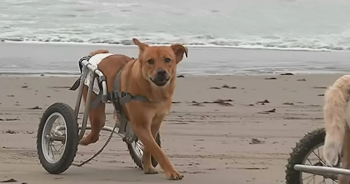 A dog in a wheelchair is walking on a beach near the ocean.