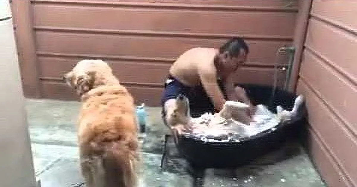 A man is shaving a golden retriever's leg with a razor, while the dog stands nearby.