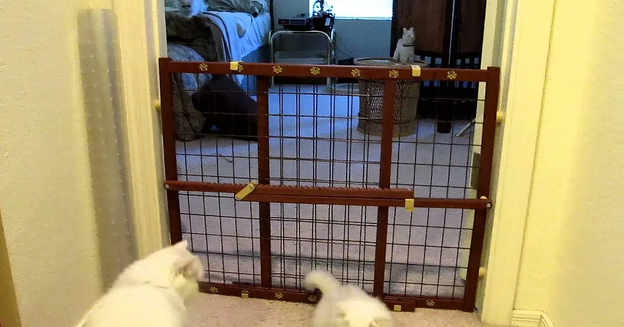 A white dog lies on the floor in front of a wooden and wire gate, with another dog visible behind it.